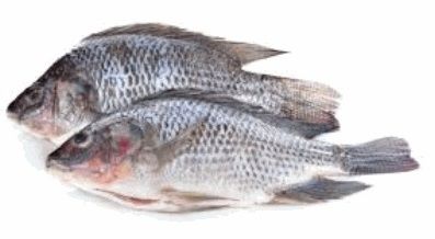 Tilapia GGS 600/800gm