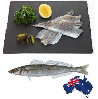 Whiting: KG Medium 2.5kg "Barwon"