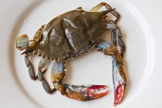 Crab Soft Shell 100/120gm (1kg)