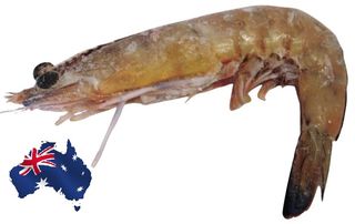 Whole Raw (SA) King Prawn U/10