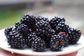 Blackberries Frozen IQF "Ground Value"