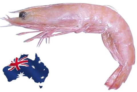 Whole Cooked (SA) King Prawn 10/15