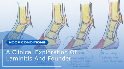 A Clinical Exploration of Laminitis & Founder