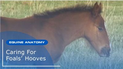 Caring for Foals Hooves