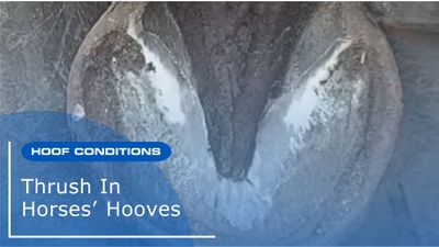 Thrush in Horses Hooves