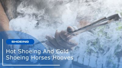 Hot Shoeing and Cold Shoeing Horses Hooves