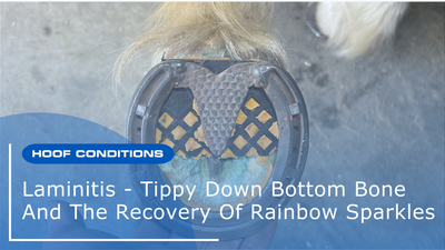Laminitis - Tippy Down Bottom Bone And The Recovery Of Rainbow Sparkles