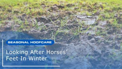 Looking After Horses’ Feet In Winter