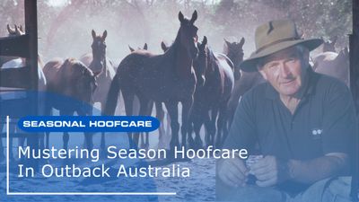 Mustering Season Hoofcare In Outback Australia
