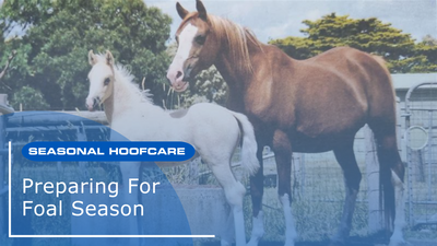 Preparing For Foal Season