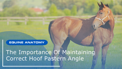The Importance Of Maintaining Correct Hoof Pastern Angle