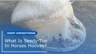 What is Seedy Toe in Horses Hooves?