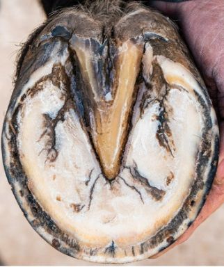 Equine Hoof Anatomy