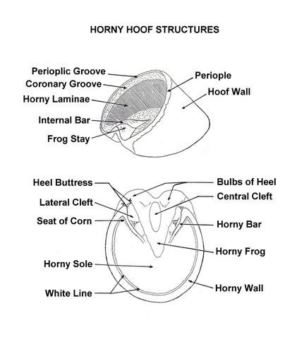 Horny Hoof Structures