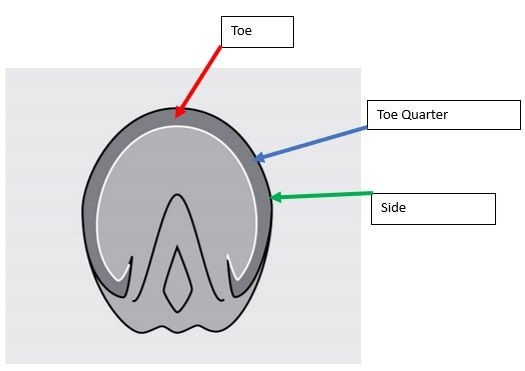 sole of hoof with arrows to Toe, Toe Quarter and Side of hoof