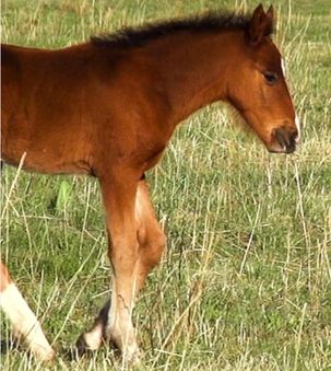 foal hoof