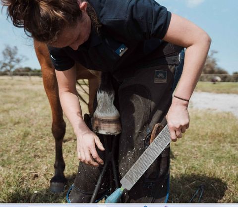 RASPING HORSES HOOF