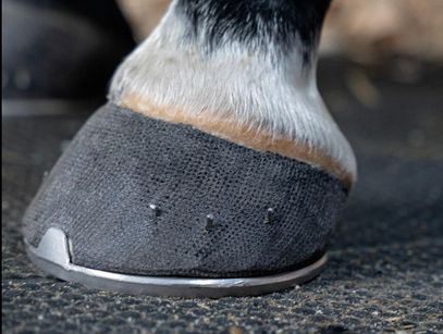 horse hoof wrapped in hoof cast