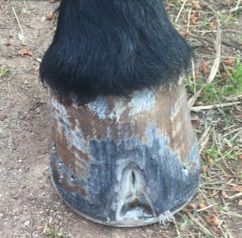 Resection of dead hoof wall