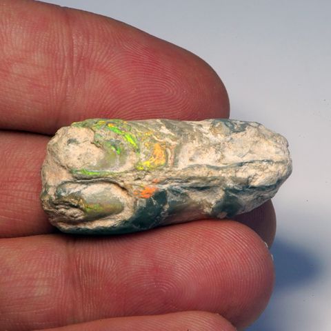 Opalised Bivalve (Mussel Shell)