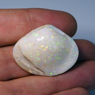 Opalised Bivalve (Cockleshell)