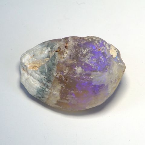 Opalised Bivalve (Mussel Shell)