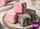 40'S PGD LAMINGTON SQUARES