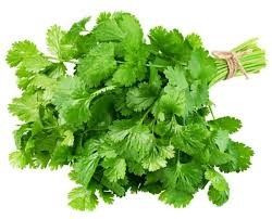 FRESH CORIANDER