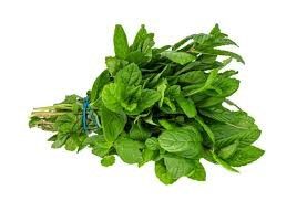 FRESH MINT BUNCH