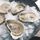 10dz LARGE HALF SHELL OYSTERS