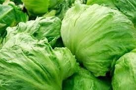 CTN FRESH LETTUCE