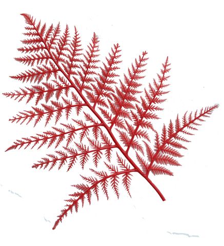 FERNS PLASTIC RED