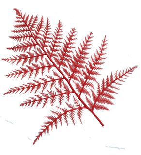 FERNS PLASTIC RED