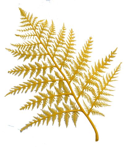 FERNS PLASTIC YELLOW