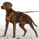 Dog Harnesses