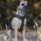DOG HARNESS FOLLOW LIGHT