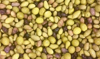 TOOLUNKA CREEK TUSCAN MIX 10KG