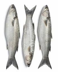 Snapper Bait