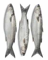 Snapper Bait 2kg (Click & Collect Only)