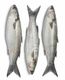 Snapper Bait