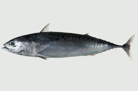 Bullet Tuna 2Kg Vac Pac (Click & Collect Only)