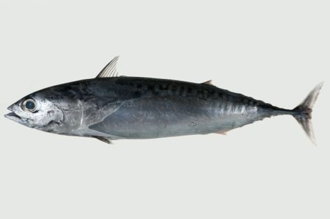 Bullet Tuna Vacuum Pack 2KG (Click & Collect Only)