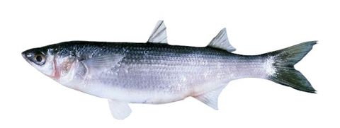 Snapper Bait Vacuum Pack (Click & Collect Only)