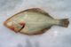 Flounder Set Nets