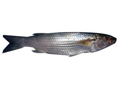 Nz Made Mullet Net Mono 60M