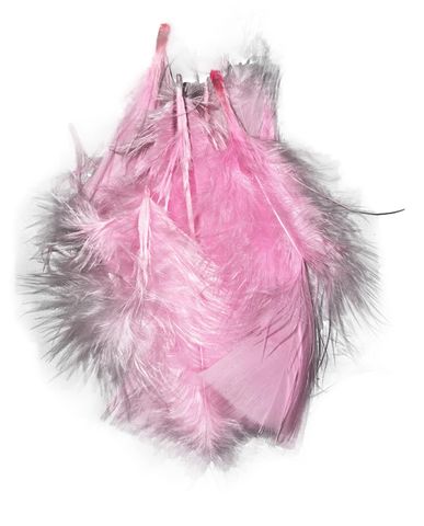 Pink Feathers
