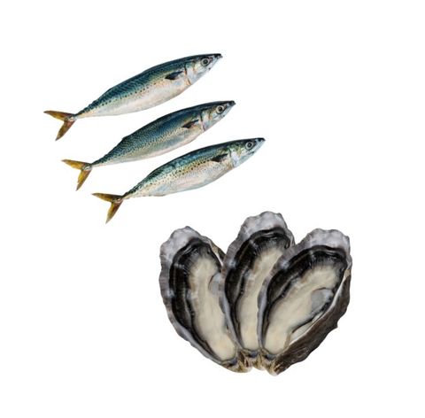 Salty Dog Oyster/Mackerel Berley 4kg (Click & Collect Only)