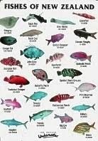 Fish Slate