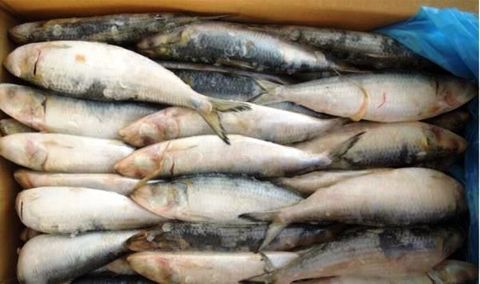 Salty Dog NZ Pilchards 5KG Box (Click & Collect Only)