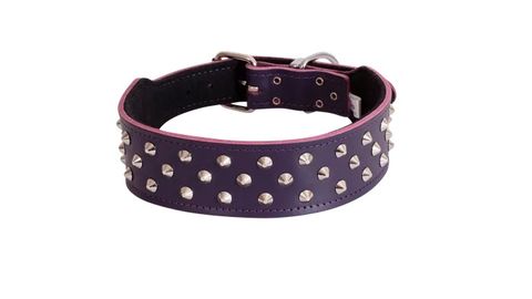 *Staff Collar Studded 50cm Purple